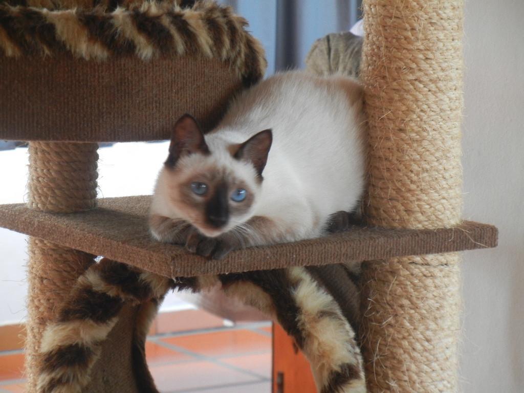 The Cats' House Hotel Florianopolis Bagian luar foto